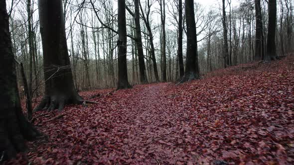 Cam follows path in sleepy winter forest, Sweden