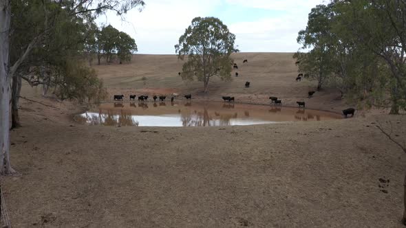 Aerial footage of cows drinking from an agricultural dam on a farm