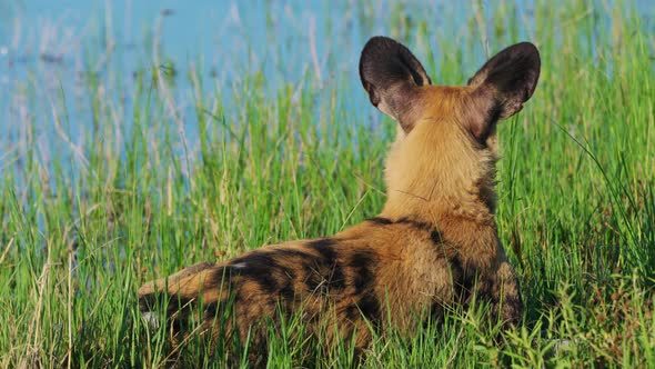 Resting African Wild Dog On The Riverbank Of Khwai In Botswana, South Africa. Close Up