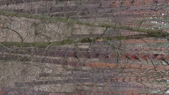 Vertical Video of Trees in a Pine Forest Slow Motion