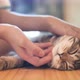Close up hands of the girl girl plays with sleeping cute tabby cat. - VideoHive Item for Sale