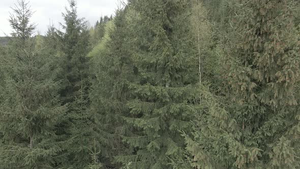 Ukraine, Carpathians: Forest Landscape. Aerial View. Flat, Gray