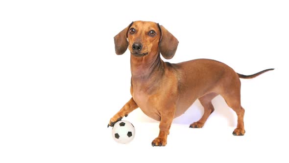 Hd - Dog Bark with A Soccer Ball