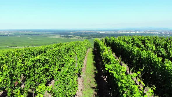 Straight rows of vineyard on hill, camera fly low and reveal plain, tilt down