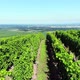 Straight rows of vineyard on hill, camera fly low and reveal plain, tilt down - VideoHive Item for Sale
