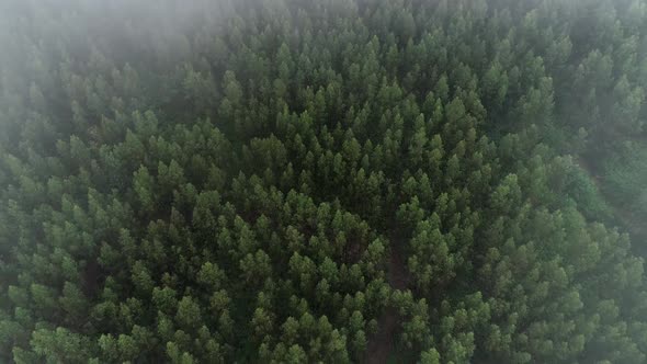 Aerial View of Foggy in the Morning Forest. Natural Background