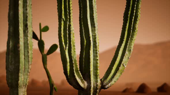 Arizona Desert Sunset with Giant Saguaro Cactus