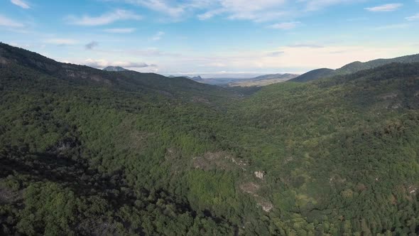 Fly Over Forest