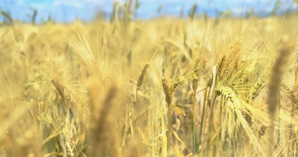 Wheat Grain - Wheat Fields