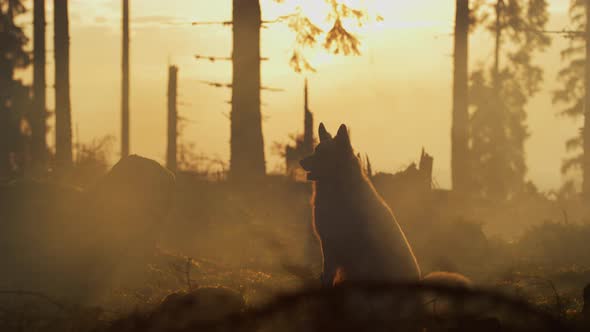 Dog in a forest, at sunset