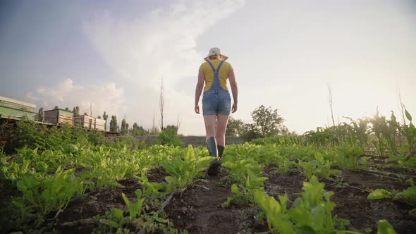 A woman inspects a vegetable plantation. Organic farming concept.
