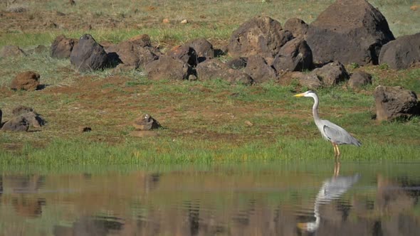 Great Blue Heron Walking Shoreline Part 2