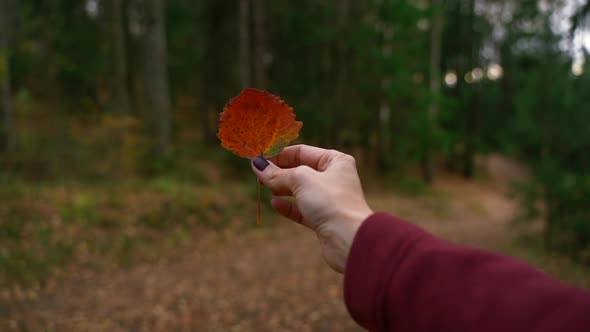 Autumn Woman Hand Holds Red Leaf in Background of Green Forest and Spbas Path
