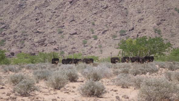 Herd of ostrich at the Hoanib Riverbed