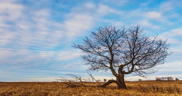 Clouds Moving Forward Over Field with a Tree