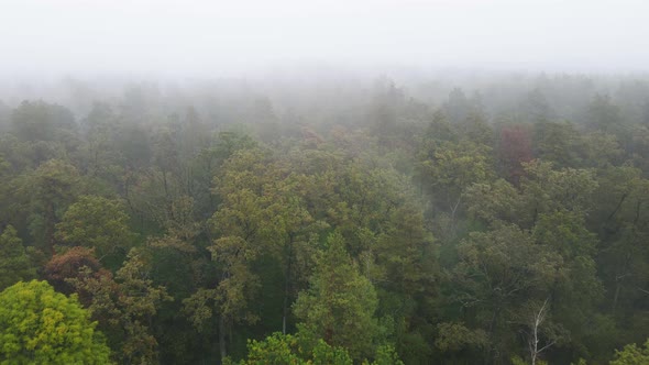 Forest in Fog in Rainy Autumn Weather. Ukraine. Aerial View, Slow Motion