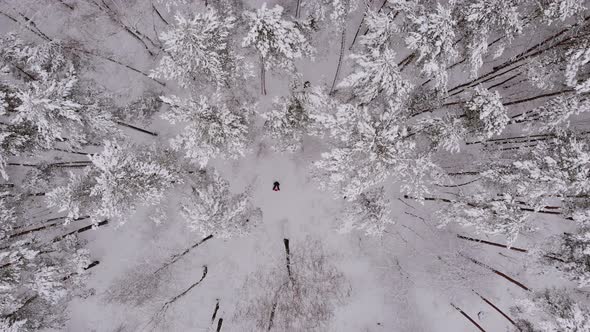 Child Rides on Sled in Winter Frosty Forest on Cloudy Day