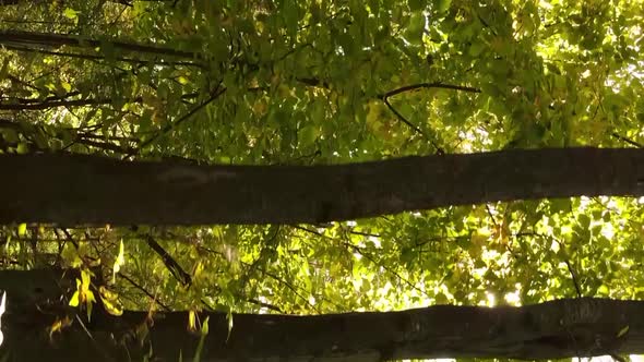 Vertical Video of an Autumn Forest During the Day in Ukraine