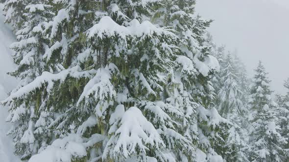 Snowy Forest on Top of the Mountains in Winter During Snow Blizzard
