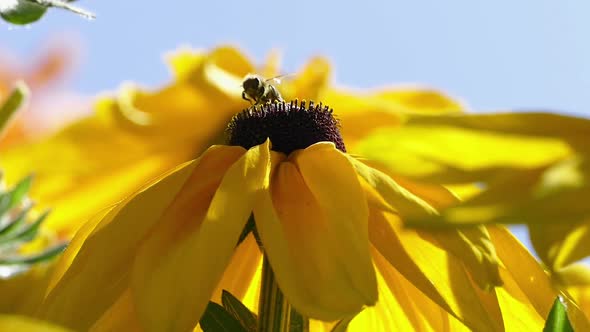 Goldstorm Flower with Bee