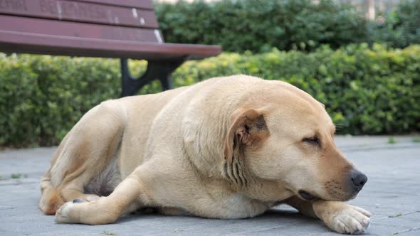 Sad Looking Dog Lying in the Sidewalk and Looking Around