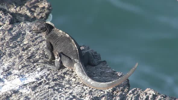 Marine iguanas close to edge of a pier 