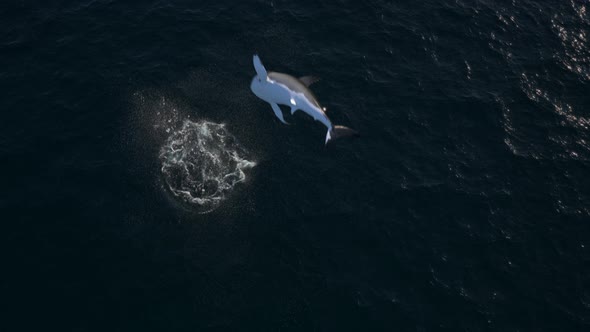 Shark Jump Out of Water 4k