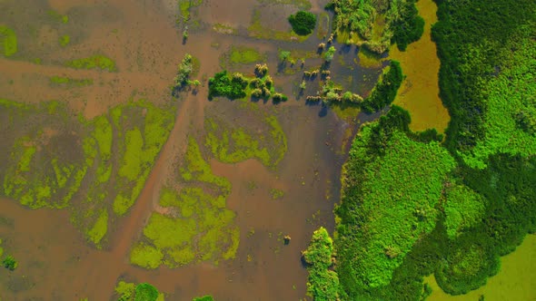 Aerial view from a drone over green and yellow plants in a large wetland