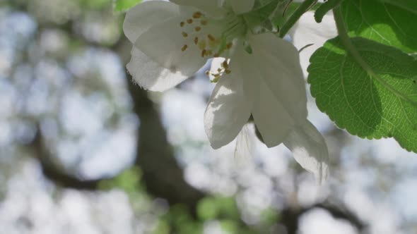 Honeybee Hanging On To Moving White Apple Tree Flower, Slow Motion