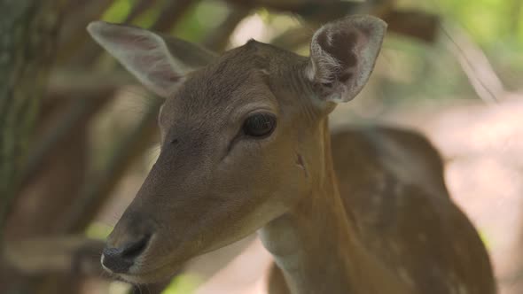 Fawn with Scars Stands and Black Fly Crawls on Brown Fur