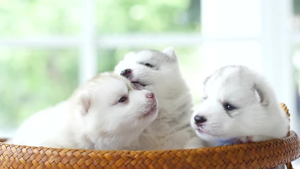 Cute Siberian Husky Puppies Lying In A Basket