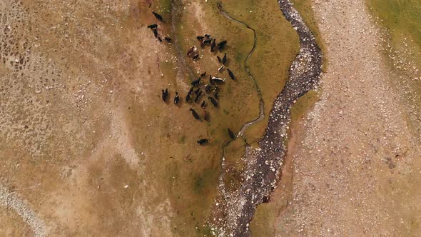 Top Aerial View of a River in Desert Landscape