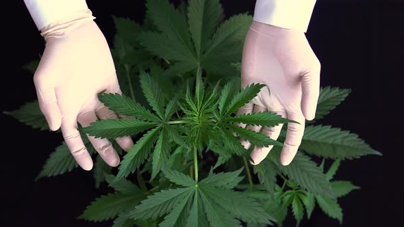 Cultivation Cannabis, Growing Cannabis Indica , Top View, Marijuana Leaves, Hemp CBD