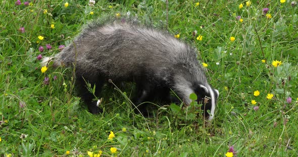 European Badger, meles meles, Adult walking on Grass, Normandy in France, Slow motion 4K