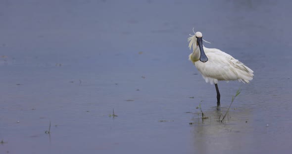 Eurasian Spoonbill preening in middle of blue lake water as the rain drops fall - slow motion