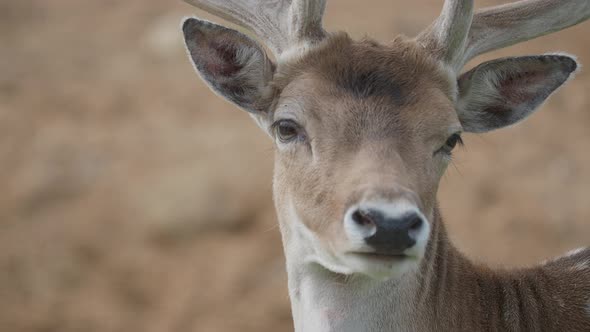 Close Up Portrait of Fallow Deer. Dama Dama, Ruminant Mammal,