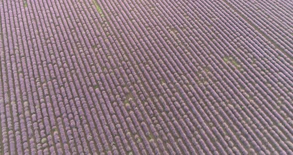 Aerial View Lavender Field Purple Flowers Beautiful Agriculture.