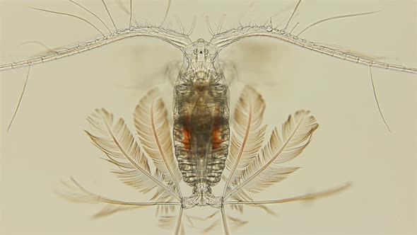 A Beautiful Crustacean Calocalanus Under a Microscope, Calanoida Order, Class Maxillopoda, Live in