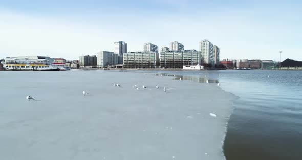 Moving shot of some birds standing and flying from an ice shelf in Helsinki, Finland.