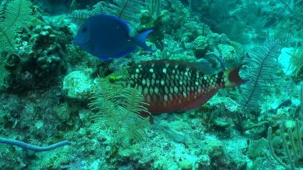 Stoplight Parrotfish and Blue Tang