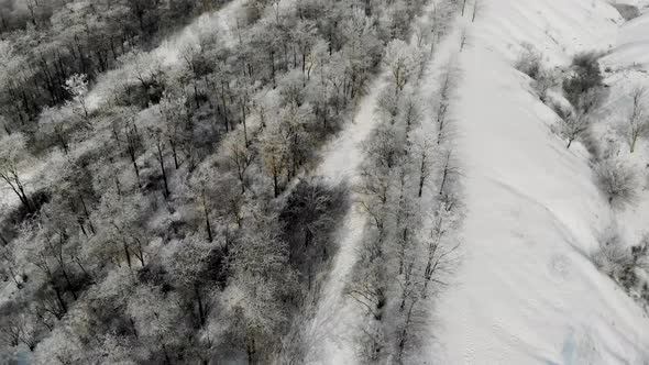 Frozen Forest Near the Village