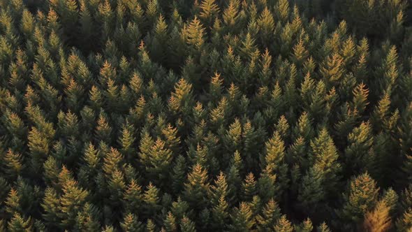 slow aerial view over a large dark pine forest