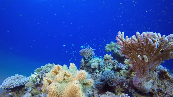 Tropical Blue Water Colorful Fishes