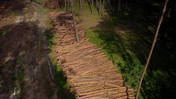 Felling a tree. Wooden logs from a pine forest. Forest of pine and spruce