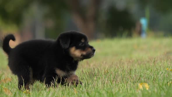 slow motion of cute puppy playing in the park