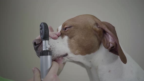 Close Up of Doctor Examining Eye of Big Pointer Dog with Brown Spots Holding His Muzzle with Her