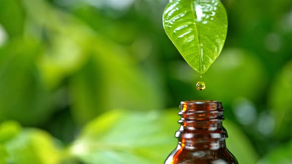 Super Slow Motion Shot of Oily Essence Drop From Fresh Green Leaf Into Phial at 1000Fps