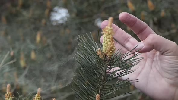 A lot of pollen is released into the air by peaking your finger against an anther of a Scots pine. S