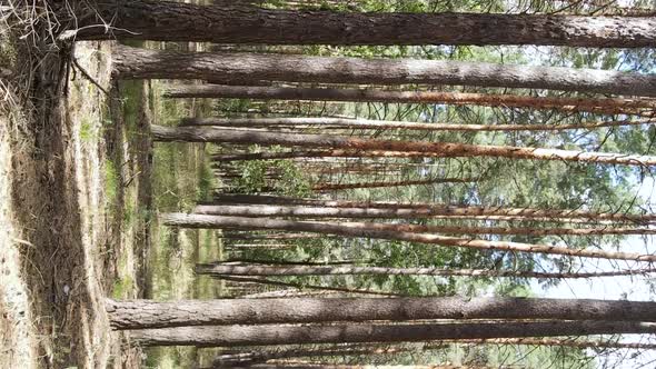 Vertical Video of a Wild Pine Forest Slow Motion