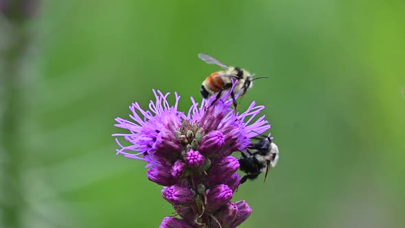 Two bees siphoning nectar from Liatris spicata (Dense blazing star)